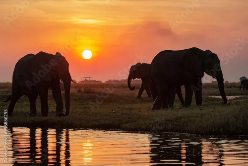 Fototapeta elefanti in BWA