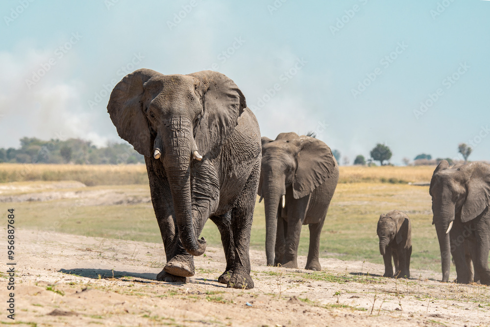 Fototapeta premium elefanti in BWA