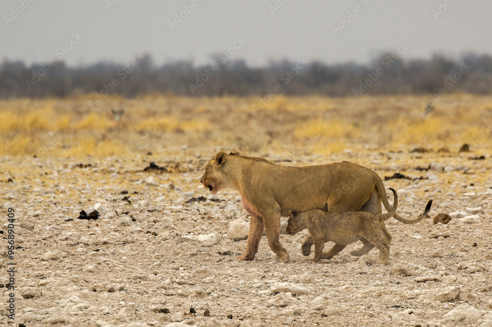 Fototapeta premium lions in bwa