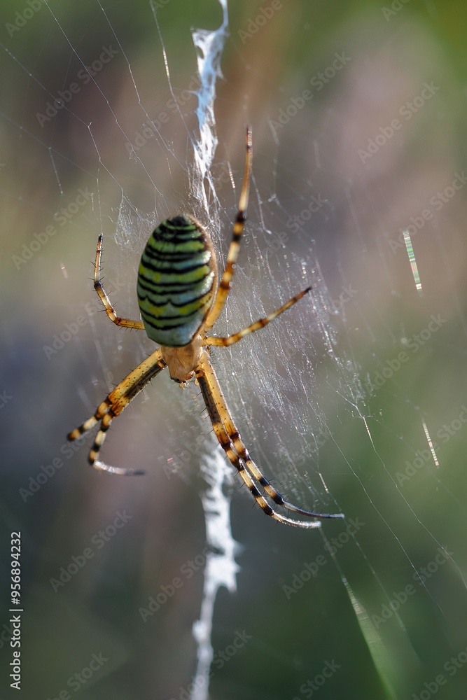Garden spider (Araneus diadematus) - a species of spider from the Araneidae family. The name comes from the characteristic white cross on the abdomen. close-up photography Garden spider (Araneus diadematus) - a species of spider from the Araneidae family. The name comes from the characteristic white cross on the abdomen. close-up photography