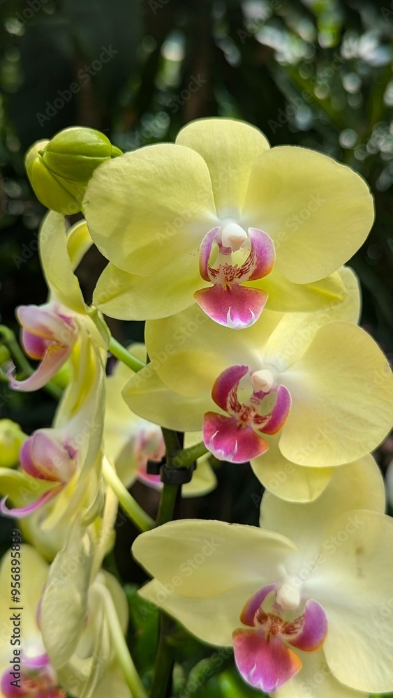 Obraz premium Elegant Yellow Orchids In Full Bloom On Green Blurred Background, Close Up