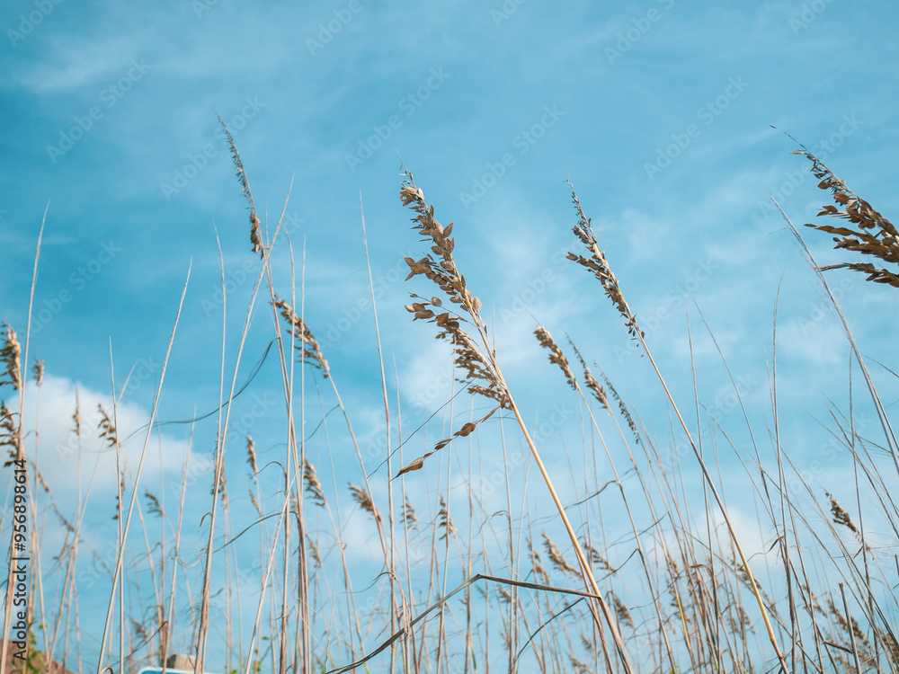 Fototapeta premium Reeds