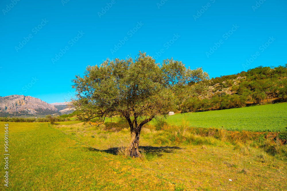 Olive trees in the countryside of Malaga, Spain Olive trees in the countryside of Malaga, Spain