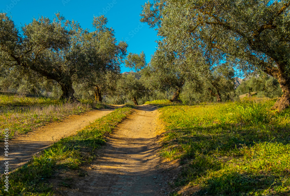 Olive trees in the countryside of Malaga, Spain Olive trees in the countryside of Malaga, Spain