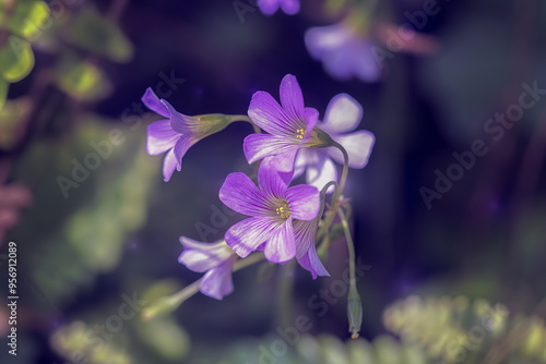 Óxalis acetosélla (wood sorrel) flowers blooming close up