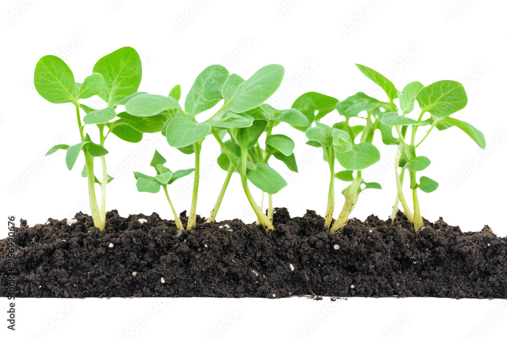 Vibrant green seedlings emerging from rich dark soil in a sunny garden setting Vibrant green seedlings emerging from rich dark soil in a sunny garden setting