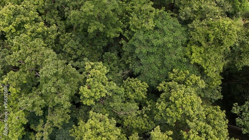 Aerial view the Tropical forest Healthy environment green tone 