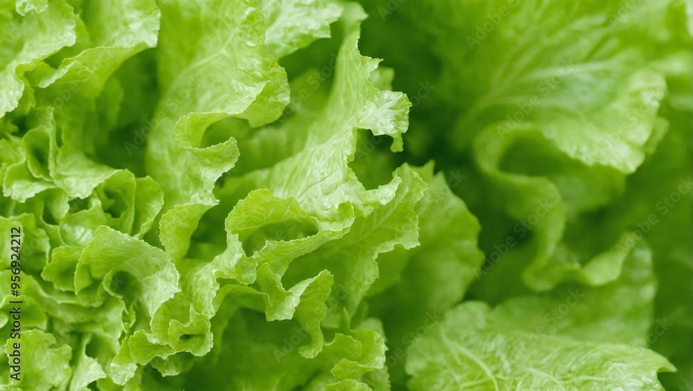 Close-up bunch green lettuce leaves leaves are arranged Fresh He Close-up bunch green lettuce leaves leaves are arranged Fresh He
