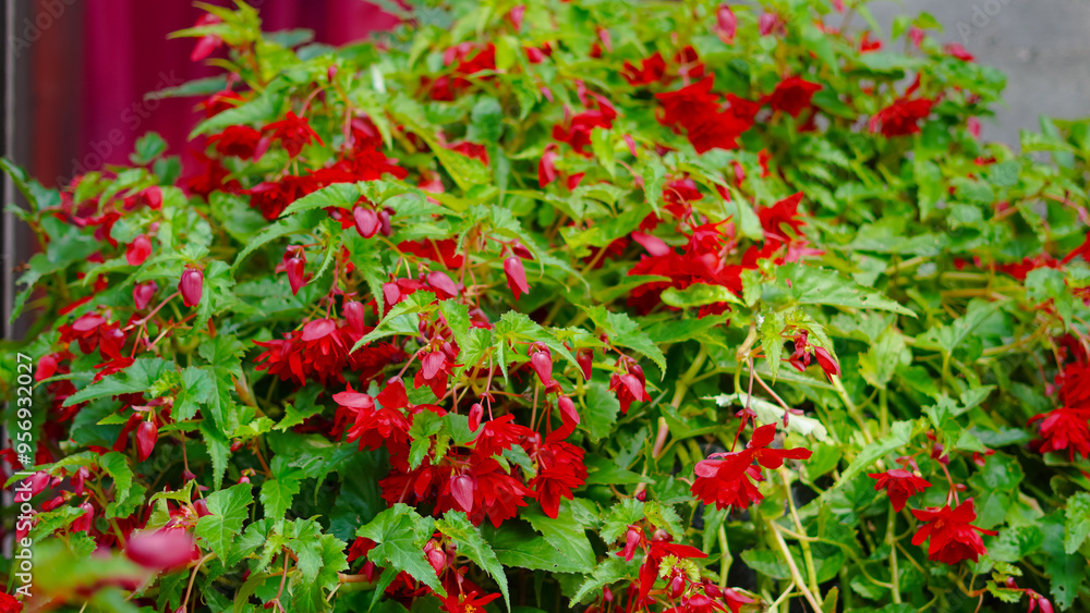 Naklejka premium Lively summer street flowers background with rich colors, ideal for seasonal designs.
