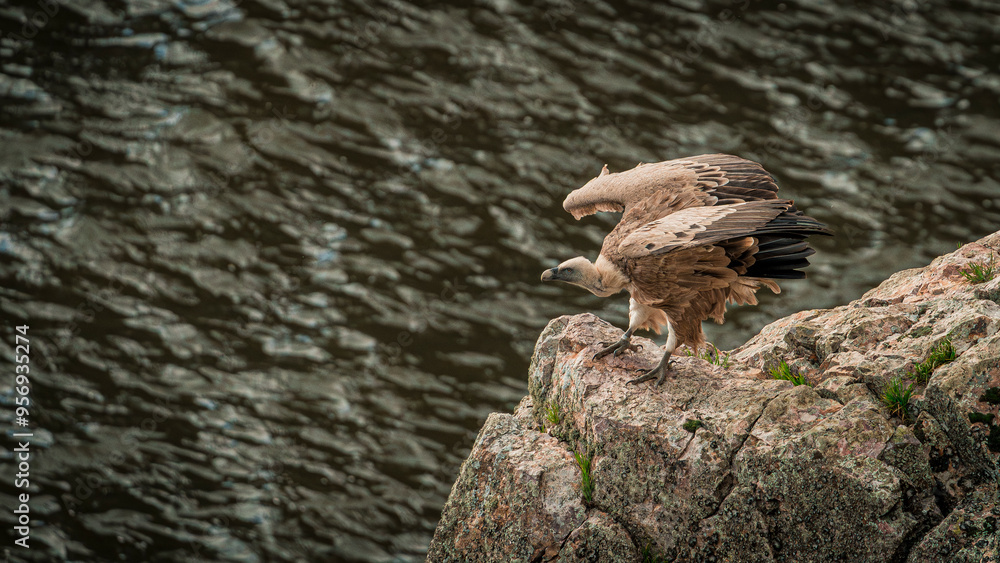 Stunning griffon vulture perched on a rock observing its surroundings Stunning griffon vulture perched on a rock observing its surroundings