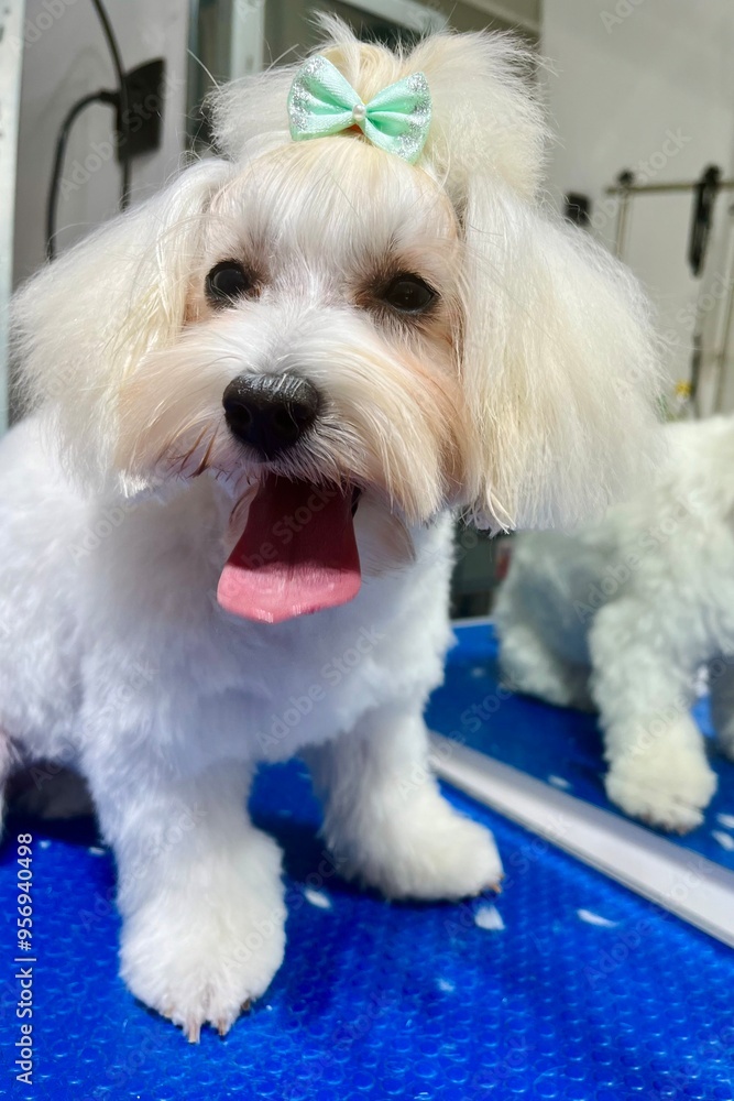 Maltese dog with short-cropped muzzle, long hair on ears and head tied in a ponytail with a mint-colored bow sits on a grooming table with an open mouth white fur Maltese dog with short-cropped muzzle, long hair on ears and head tied in a ponytail with a mint-colored bow sits on a grooming table with an open mouth white fur