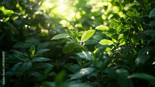 Sunlight filtering through green foliage, creating a dappled light effect