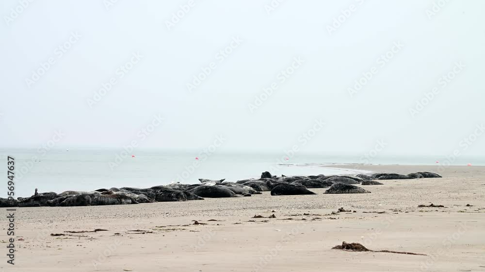 Kegelrobbe, Halichoerus grypus, Helgoland Kegelrobbe, Halichoerus grypus, Helgoland