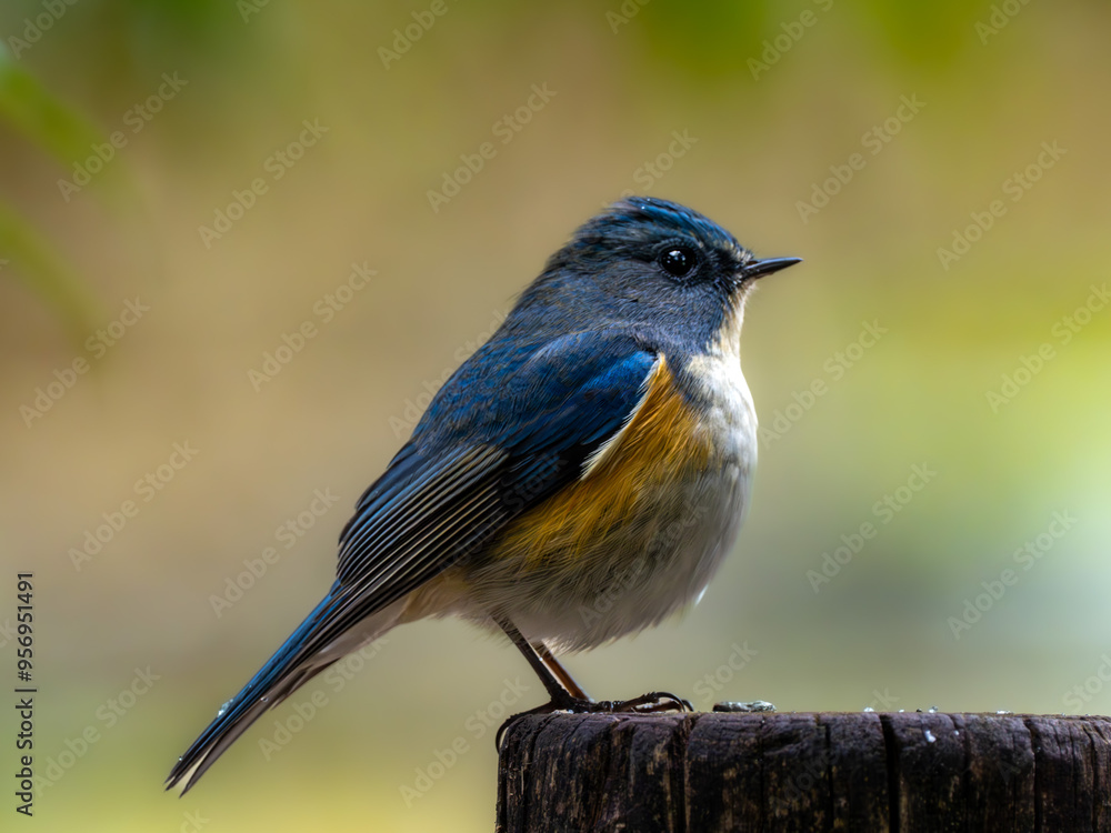 Naklejka premium 暗い雪の日の遊歩道の杭の上で周りを見渡しているルリビタキの雄