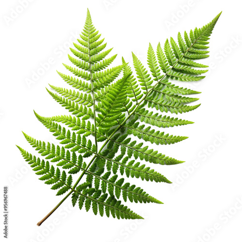 fern leaf isolated on white