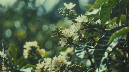 Wallpaper Mural Close-up of coffee plant showcasing blooming white flowers and green berries, set against a vibrant, out-of-focus foliage background. Torontodigital.ca