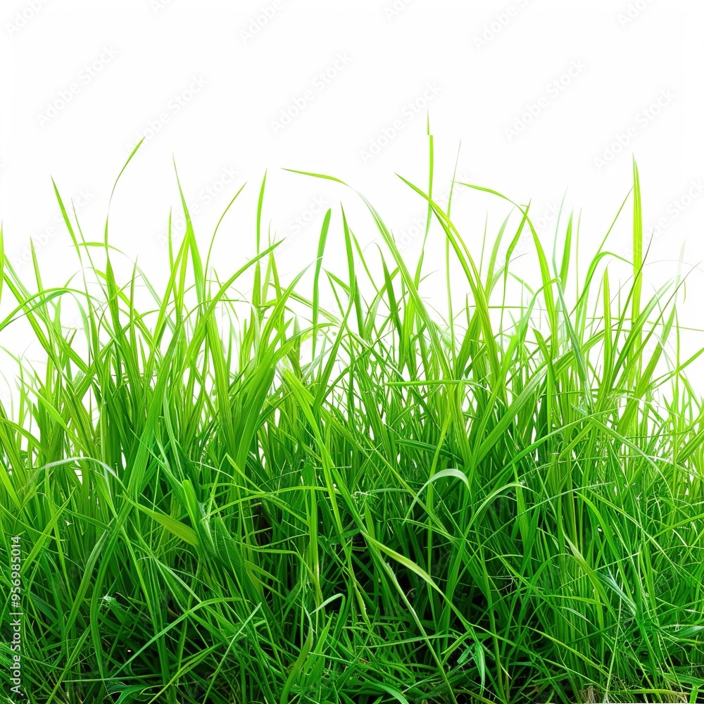 Fototapeta premium Green grass landscape isolated on white 