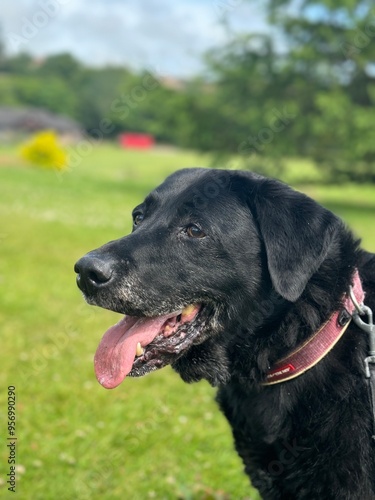 black labrador retriever