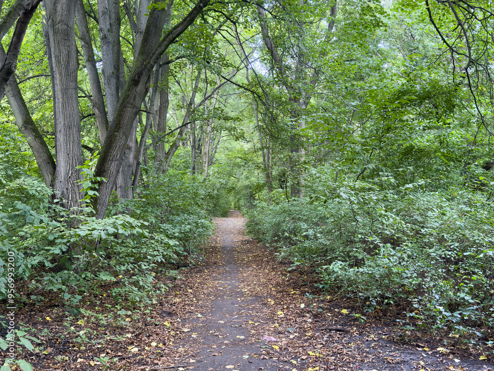 Fototapeta premium Greenery in the forest in late summer.