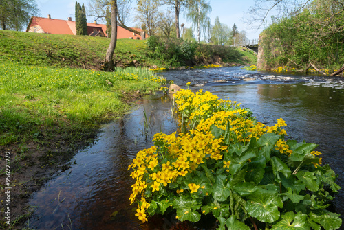 Marsch marigold by the riverside. Marsch marigold, caltha palustris by the riverside . photo