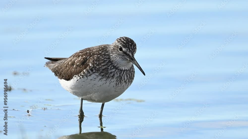 Green Sandpiper is a lake, Tringa ochropus Green Sandpiper is a lake, Tringa ochropus