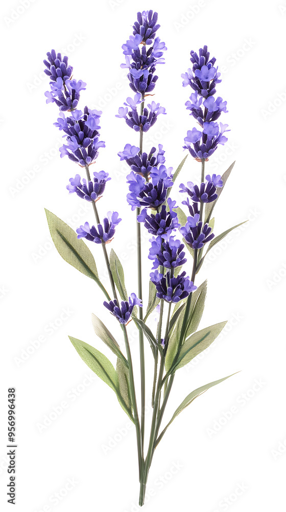 Naklejka premium Lavender flowers isolated on white background
