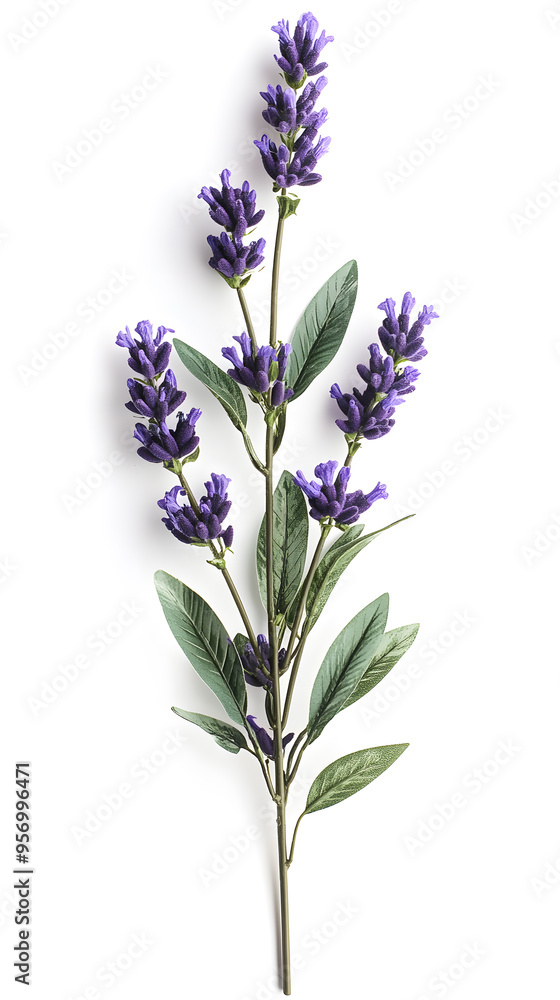 Obraz premium Lavender flowers isolated on white background