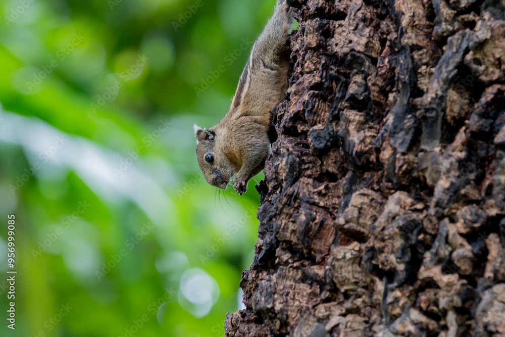 A chipmunk is eating breakfast hanging upside down on a large tree trunk
A chipmunk is eating breakfast hanging upside down on a large tree trunk
