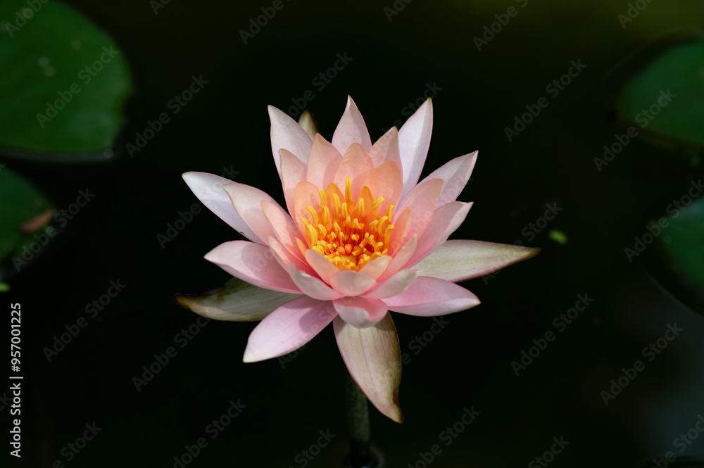 A purple water lily just bloomed with green water lily leaves behind
A purple water lily just bloomed with green water lily leaves behind