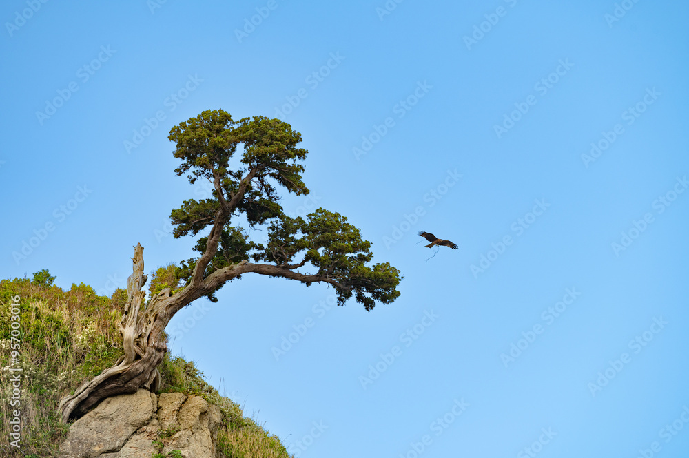 A hawk flies over a bonsai tree growing on a mountain top carrying a few strands of grass to make a nest
A hawk flies over a bonsai tree growing on a mountain top carrying a few strands of grass to make a nest
