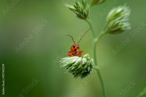 A small orange bug climbed up the top of a green grass plant 