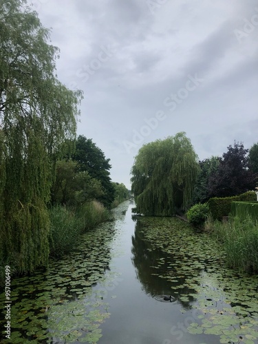 Ditch with greenery, weeping willows and waterlilies