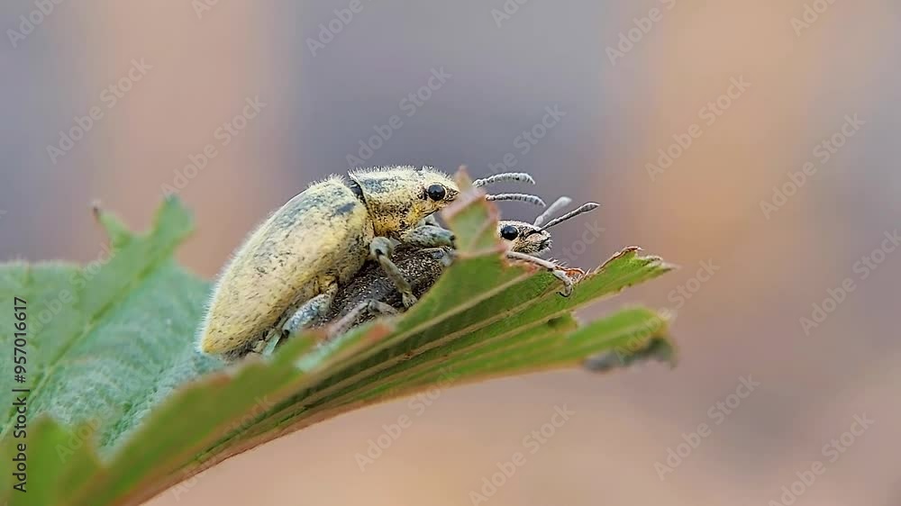 Two male and female insects are making love on a leaf, Naupactus. 4K macro videography. Two male and female insects are making love on a leaf, Naupactus. 4K macro videography.