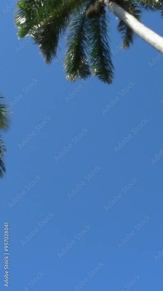 Panoramic view of palm trees from the car Panoramic view of palm trees from the car
