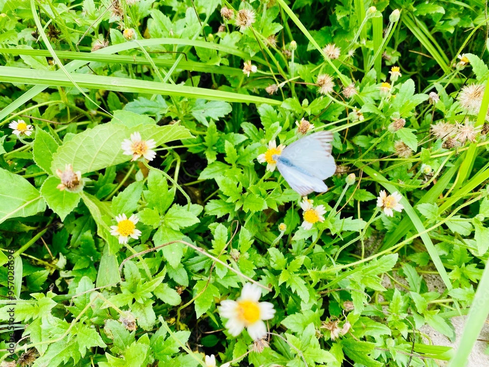 The beauty of butterflies is a form of greatness of God, and among the many types, this is one of the types of butterflies. Orange butterflies flying in the garden. spreading wings butterfly on a leaf The beauty of butterflies is a form of greatness of God, and among the many types, this is one of the types of butterflies. Orange butterflies flying in the garden. spreading wings butterfly on a leaf