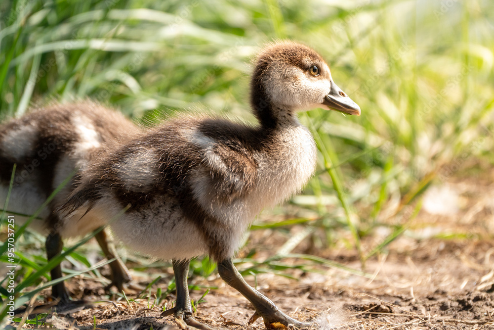 Obraz premium baby canada goose