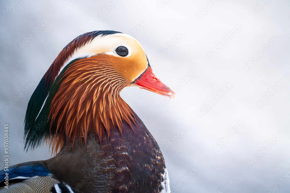 Obraz premium duck in the snow