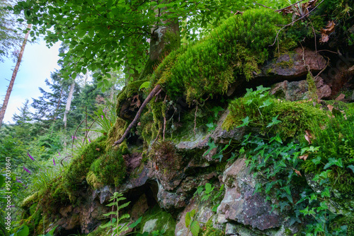 moss covered rocks