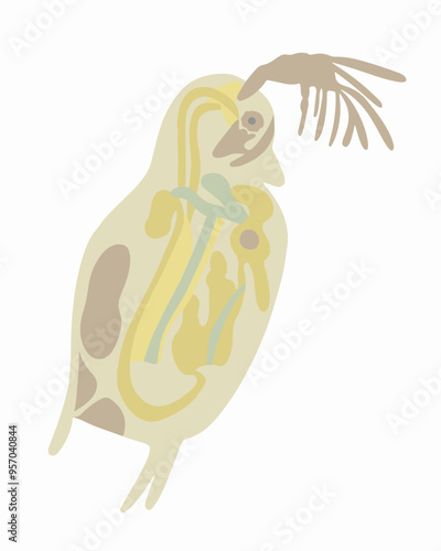 Vector isolated illustration of Daphnia under a microscope on a white background.