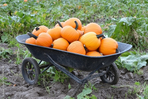 A wheelbarrow full of Halloween pumpkins in a dark autumnal mood