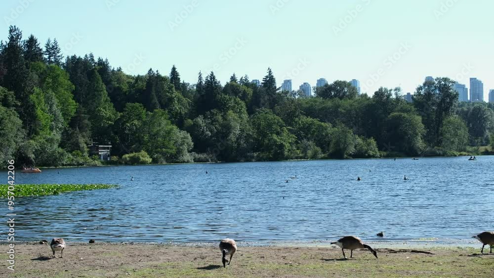 Adult geese walk along the river bank overlooking the city of Vancouver on a summer day Adult geese walk along the river bank overlooking the city of Vancouver on a summer day