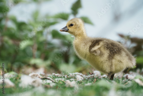 little baby duck