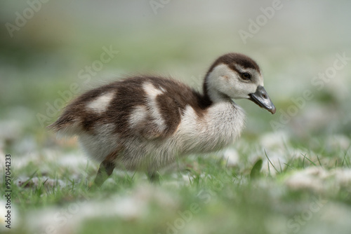 canada goose branta canadensis