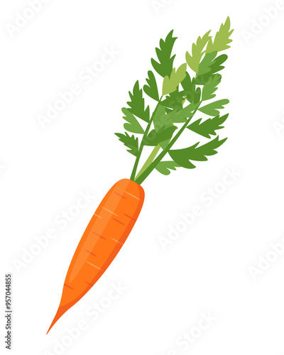 Whole bright Carrot vegetable with tops. Farm carrot plant icons. Organic garden vegetarian food. Vector illustration isolated on white background.