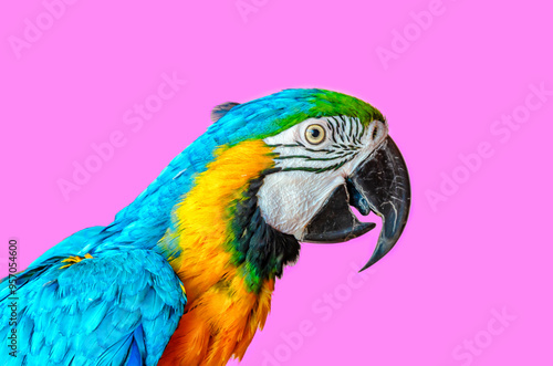 Ara ararauna parrot in front of pink background photo