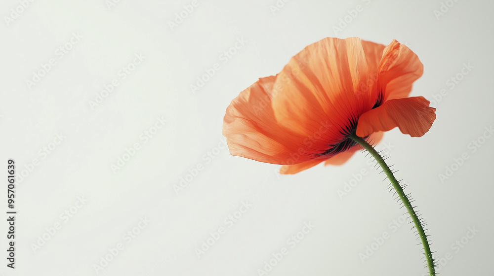 A close-up of an orange poppy flower isolated on a white background.