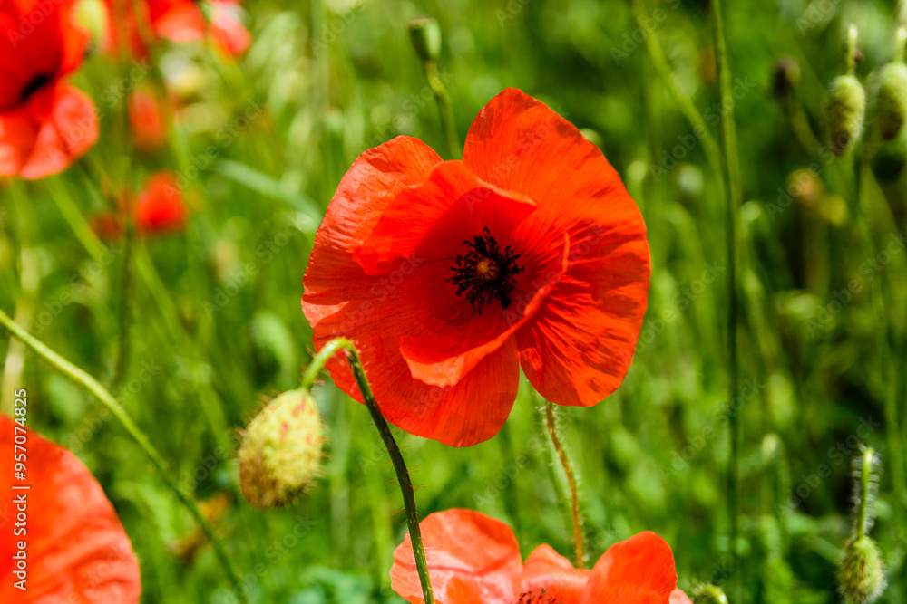 Wild red poppy plants blossoming at spring Wild red poppy plants blossoming at spring
