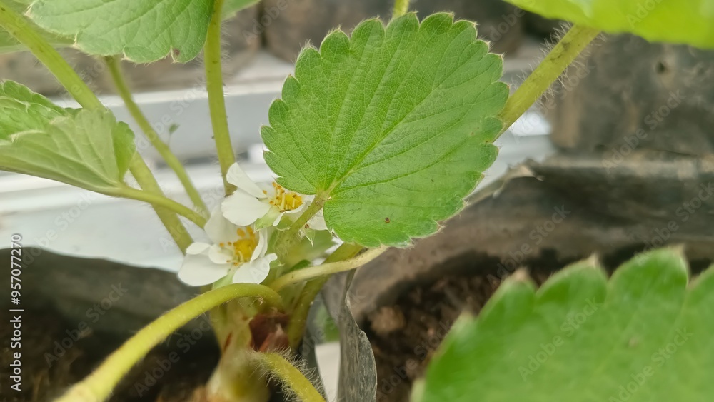 Fototapeta premium Close-up of two white strawberry blossoms growing on a plant.
