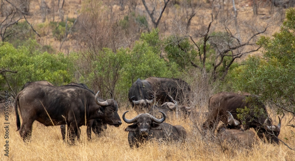 Fototapeta premium A small herd of Cape buffalo graze in the Kruger National Park in South Africa