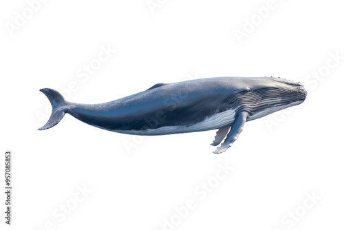 A whale jumps from the water, splashing water. Suitable for marine conservation, marine life education, holiday promotions, and wildlife documentaries